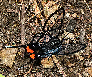 Caranavi, Yungas, Bolivia. d. 3 februar 2006. Fotograf: Lars Andersen