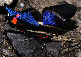 Caranavi, Yungas, Bolivia. d. 4 februar 2006. Fotograf: Lars Andersen