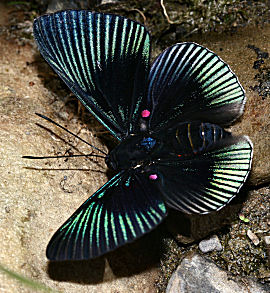 Apollo Metalmark (Lyropteryx apollonia) Caranavi, Yungas, Bolivia. d. 4 februar 2006. Fotograf: Lars Andersen