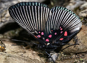 Apollo Metalmark (Lyropteryx apollonia) Caranavi, Yungas, Bolivia. d. 4 februar 2006. Fotograf: Lars Andersen