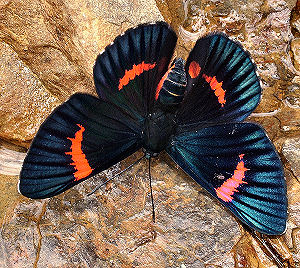 Caranavi, Yungas, Bolivia. d. 4 februar 2006. Fotograf: Lars Andersen