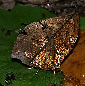 Anaea archidona (Hewitson, 1860) Caranavi, Yungas, Bolivia. d. 30 januar 2006. Fotograf: Lars Andersen