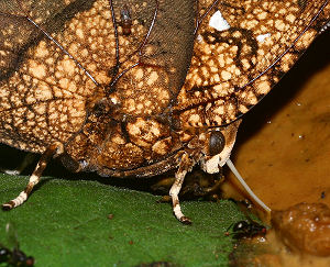 Anaea archidona (Hewitson, 1860) Caranavi, Yungas, Bolivia. d. 30 januar 2006. Fotograf: Lars Andersen