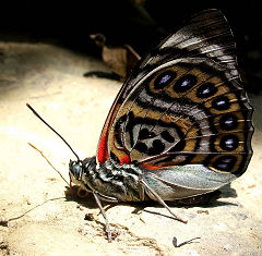 Agrias claudina lugens (Staudinger, 1888). Caranavi, Yungas, Bolivia. d. 3 februar 2006. Fotograf: Lars Andersen