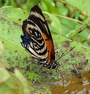 Agrias amydon boliviensis (Fruhstorfer, 1895). Caranavi, Yungas, Bolivia. d. 23 februar 2006. Fotograf: Peter Møllmann