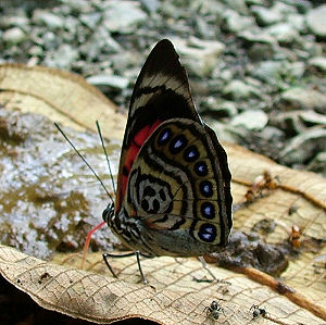 Agrias claudina lugens (Staudinger, 1888). Caranavi, Yungas, Bolivia. d. 23 februar 2006. Fotograf: Peter Møllmann