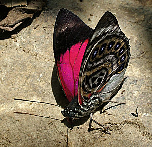 Agrias claudina lugens (Staudinger, 1888). Caranavi, Yungas, Bolivia. d. 3 februar 2006. Fotograf: Lars Andersen