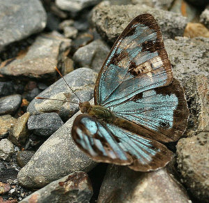 Caranavi, Yungas, Bolivia. d. 20 januar 2006. Fotograf: Lars Andersen