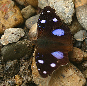 Caranavi, Yungas, Bolivia. d. 30 januar 2006. Fotograf: Lars Andersen