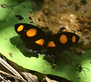 Catonephele numilia. Caranavi, Yungas, Bolivia. d. 30 januar 2006. Fotograf: Lars Andersen