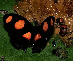 Catonephele numilia. Caranavi, Yungas, Bolivia. d. 30 januar 2006. Fotograf: Lars Andersen