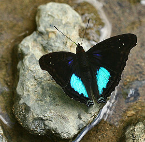 Cyane Emperor, Doxocopa cyane. Caranavi, Yungas, Bolivia. d. 30 januar 2006. Fotograf: Lars Andersen