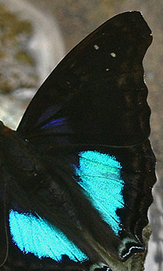 Cyane Emperor, Doxocopa cyane. Caranavi, Yungas, Bolivia. d. 30 januar 2006. Fotograf: Lars Andersen