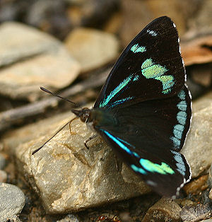 Philinus False 88, Perisama philinus. Caranavi, Yungas, Bolivia. d. 30 januar 2006. Fotograf: Lars Andersen