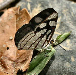 Caranavi, Yungas, Bolivia. d. 30 januar 2006. Fotograf: Lars Andersen