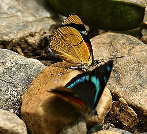 Philinus False 88, Perisama philinus. Caranavi, Yungas, Bolivia. d. 30 januar 2006. Fotograf: Lars Andersen