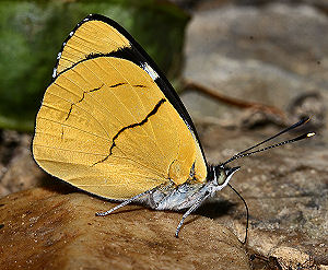 Philinus False 88, Perisama philinus. Caranavi, Yungas, Bolivia. d. 30 januar 2006. Fotograf: Lars Andersen