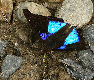 Cyane Emperor, Doxocopa cyane. Caranavi, Yungas, Bolivia. d. 30 januar 2006. Fotograf: Lars Andersen