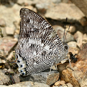 Caranavi, Yungas, Bolivia. d. 2 februar 2006. Fotograf: Lars Andersen