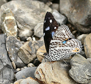 Caranavi, Yungas, Bolivia. d. 2 februar 2006. Fotograf: Lars Andersen