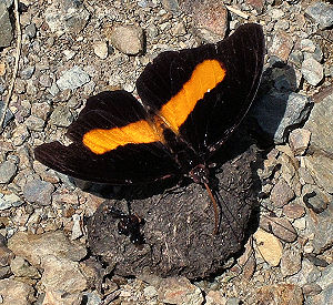 Catonephele acontius. Caranavi, Yungas, Bolivia. d. 3 februar 2006. Fotograf: Lars Andersen
