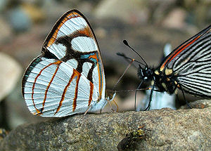 Caranavi, Yungas, Bolivia. d. 3 februar 2006. Fotograf: Lars Andersen