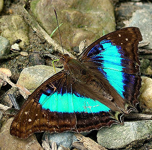 Doxocopa laurentia (Godart, 1824). Caranavi, Yungas, Bolivia. d. 3 februar 2006. Fotograf: Lars Andersen