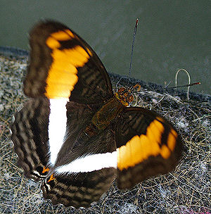 Adelpha malea. Caranavi, Yungas, Bolivia. d. 3 februar 2006. Fotograf: Lars Andersen