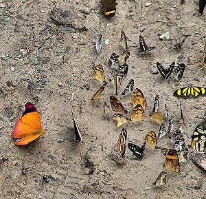 Caranavi, Yungas, Bolivia. d. 3 februar 2006. Fotograf: Lars Andersen