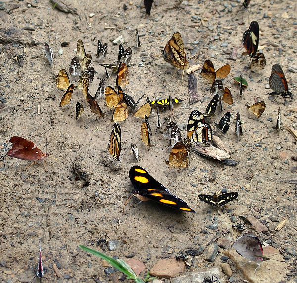 Vidioklip med Sommerfugle der er tiltrukket af kotis. Caranavi, Yungas, Bolivia. d. 3 februar 2006. Fotograf: Lars Andersen