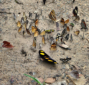 Caranavi, Yungas, Bolivia. d. 3 februar 2006. Fotograf: Lars Andersen