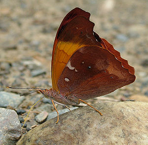 Mocha, Temenis laothoe. Caranavi, Yungas, Bolivia. d. 3 februar 2006. Fotograf: Lars Andersen