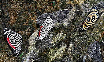 Caranavi, Yungas, Bolivia. d. 4 februar 2006. Fotograf: Lars Andersen