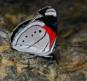 Mesotaenia vaninka ssp. doris (C. Felder & R. Felder, 1861). . Caranavi, Yungas, Bolivia. d. 4 februar 2006. Fotograf: Lars Andersen