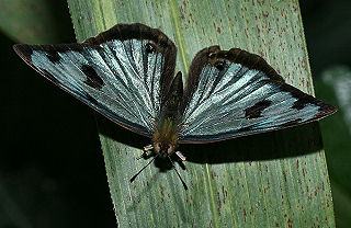 Caranavi, Yungas, Bolivia. d. 27 januar 2006. Fotograf: Lars Andersen