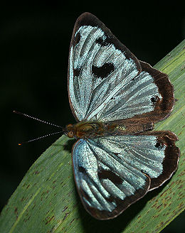 Caranavi, Yungas, Bolivia. d. 27 januar 2006. Fotograf: Lars Andersen