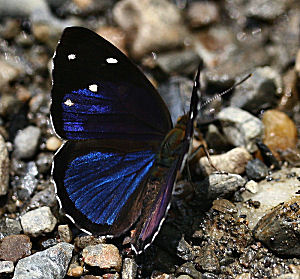 Caranavi, Yungas, Bolivia. d. 29 januar 2006. Fotograf: Lars Andersen