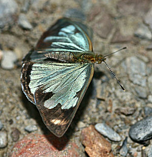 Caranavi, Yungas, Bolivia. d. 29 januar 2006. Fotograf: Lars Andersen