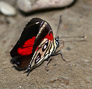 Caranavi, Yungas, Bolivia. d. 29 januar 2006. Fotograf: Lars Andersen