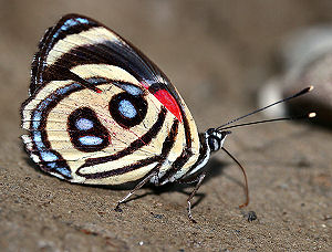 Caranavi, Yungas, Bolivia. d. 29 januar 2006. Fotograf: Lars Andersen