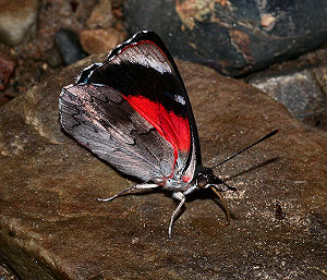 Hilara False 88, Perisama lebasii hilara. Caranavi, Yungas, Bolivia. d. 30 januar 2006. Fotograf: Lars Andersen