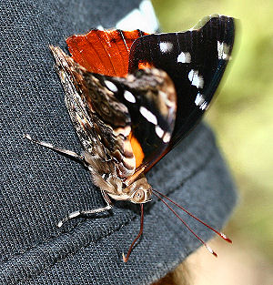 Pycina zamba. Yolosa, Yungas, Bolivia.  januar 2006. Fotograf: Lars Andersen