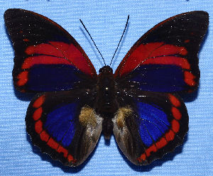 Prepona praeneste buckleyana (Hewitson, 1876). Caranavi, Bolivia december 2004.Private Coll.. Fotos d. 4/12 2006 Lars Andersen
