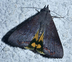 Hypocala andremona. Family: Hyblaeidae. Coroico, Yungas, Bolivia. d. 19 januar 2006. Fotograf: Lars Andersen