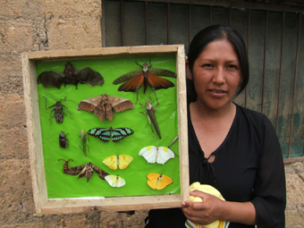 Her bliver sommerfuglesamlingen vist frem. Caranavi, Yungas, Bolivia d. 19 februar 2006. Fotograf: Peter Mllmann
