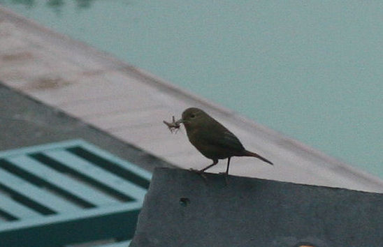 Fugl med græshoppe, tidliget om morgen mæskede den sig i natsværmere som var kommet til lyset om natten på hotel "Esmeralda", Coroico.Bolivia d. 18 januar 2006. Fotogaf: Lars Andersen