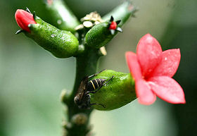 Coroico, Yungas, Bolivia d. 23 januar 2006. Fotograf: Lars Andersen