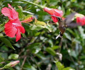 Coroico, Yungas, Bolivia d. 23 januar 2006. Fotograf: Lars Andersen