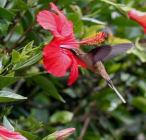 Coroico, Yungas, Bolivia d. 23 januar 2006. Fotograf: Lars Andersen