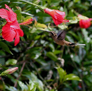 Coroico, Yungas, Bolivia d. 23 januar 2006. Fotograf: Lars Andersen